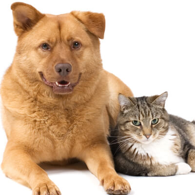 Photo of Orange Dog and Cat Sitting Together