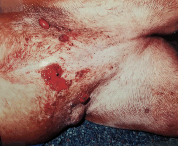 Sun-induced hemagiosarcoma lesions
