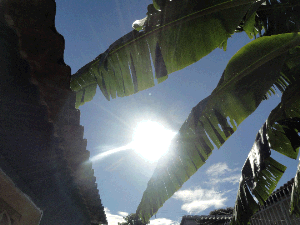 Sun glinting through palm leaves