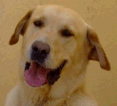 yellow lab