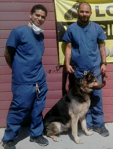 Photo of Kennel Attendants and German Shepherd