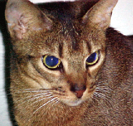 Abyssinian