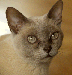 Grey Cat - Morguefile