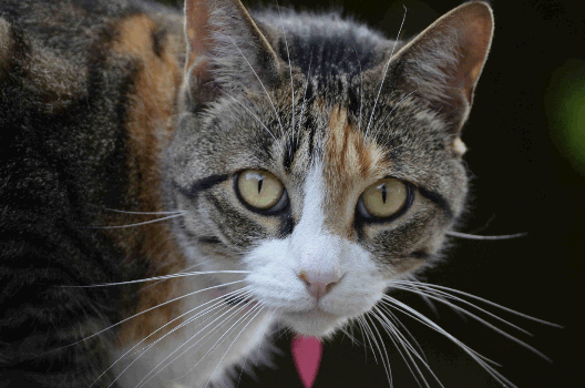 Calico Cat