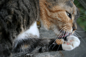 cat licking paw