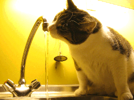 cat drinking from faucet