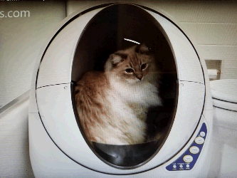 Cat sitting in Self Cleaning Litter Box