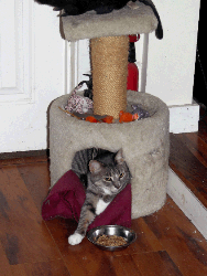 cat in scratching post