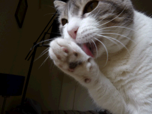 cat licking paw