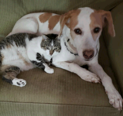 Cat Snuggling Dog