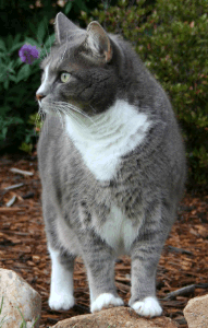 cat outside