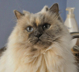 Himalayan Cat