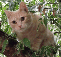 kitten in tree