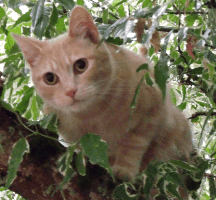 Cat in tree