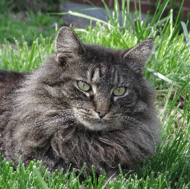 Maine Coon Cat