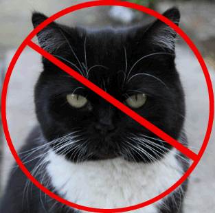 no cats