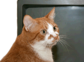 Orange and White Cat