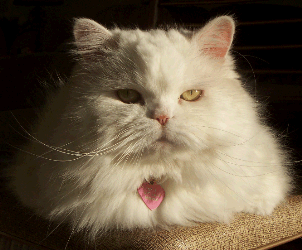 Persian