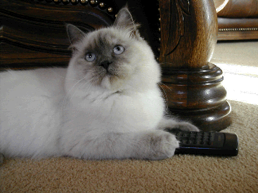 Ragdoll Cat