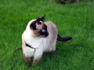 Siamese cat on grass