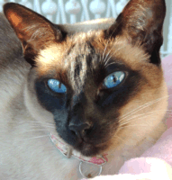 Siamese cats appear to be predisposed to mammary tumor development.