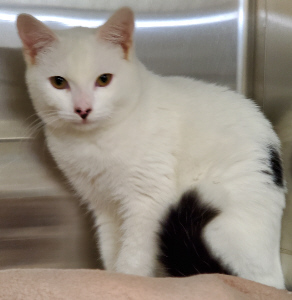 "White Kitten" Male approximately 12 weeks old.