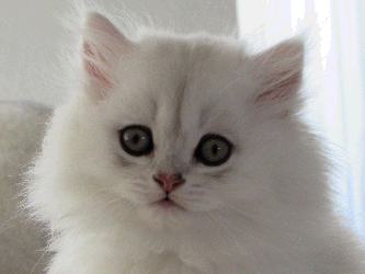 fluffy white cat