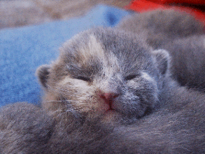 baby kitten baby kitten