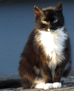 Black and White Cat