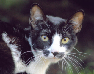 Black and White Cat - Morguefile