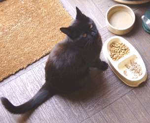 Cat at food dish