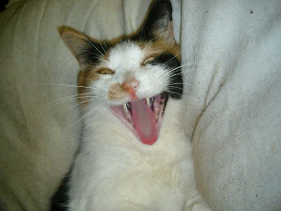 Calico Cat Yawning