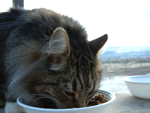 cat eating