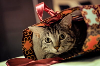 Cat in gift bag