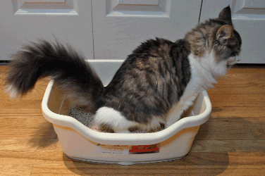 cat in litter box