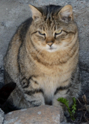 cat sitting outside