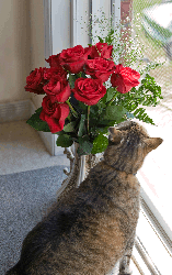 cat sniffing roses