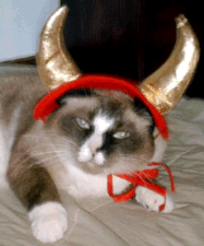 Cat in costume