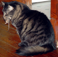 cat with rodent in its mouth