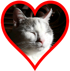 cat in a heart
