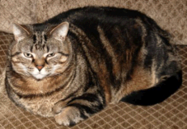 fat cat