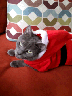 Gray Cat in Holiday Outfit