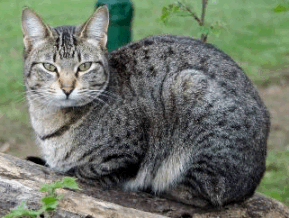 grey cat on log