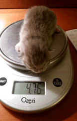 weighing kitten