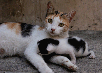 Cat with kitten