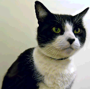 elderly tuxedo Cat elderly tuxedo Cat