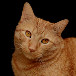 orange cat