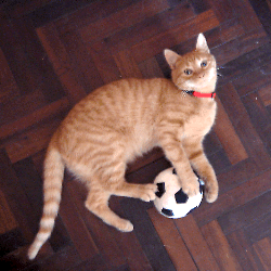 cat with ball