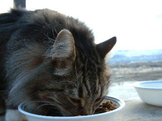 cat eating out of bowl