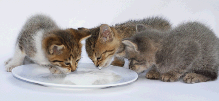 kittens drinking milk
